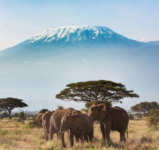 Amboseli, Tsavo, Salt Lick og Diani Beach