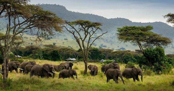 Angama Safari Camp