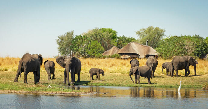 Chobe Savanna Lodge