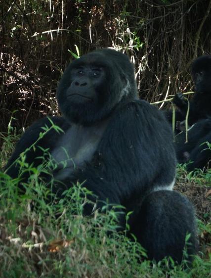 Josef: Gorilla Trekking i Mount Gahinga, Uganda