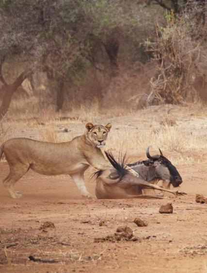 Familien Dahl: Familie safari Tanzania