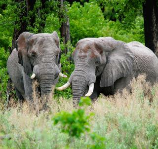 Safarieventyr i Malawi og Zambia