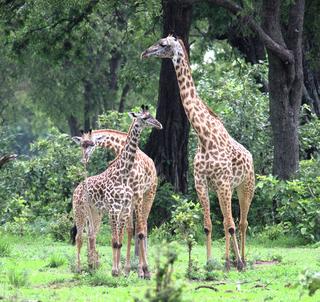 Familiesafari Kenya