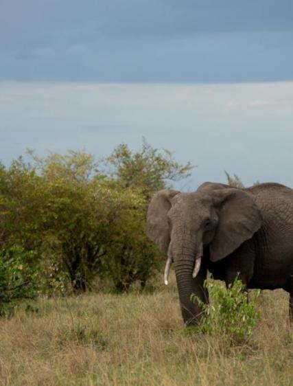 Ann-Sofie & Bosse: Safari i Uganda