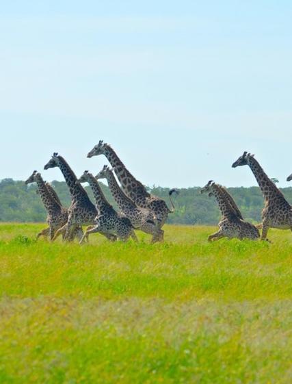 Andreas: Safari i Nyerere og Zanzibar