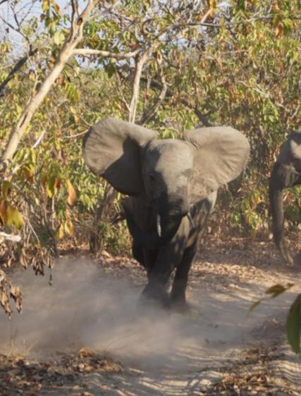 Markus: Safari i Nyerere National Park