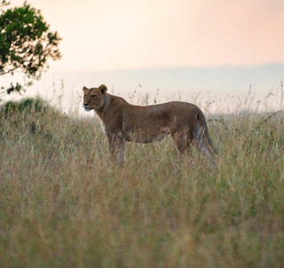 Julen 2025 -  Masai Mara og Kenyas kyst