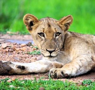 Ngorongorokrateret, Serengeti og Zanzibar