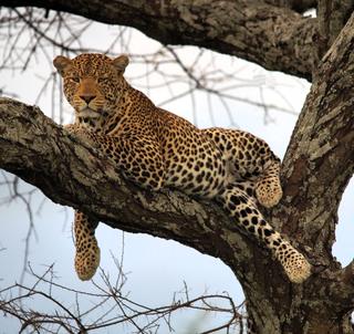 Safari Serengeti og Zanzibar