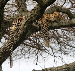 Julen 2025- Safari Serengeti og Zanzibar