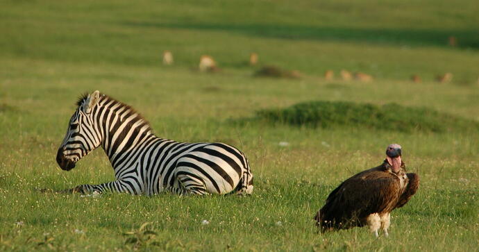 Mara Intrepids Camp