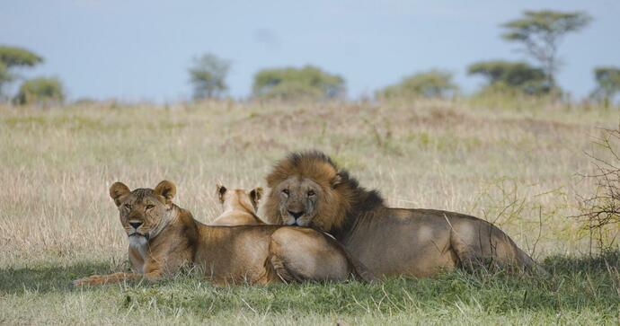 Mgunga Serengeti Camp