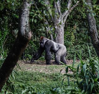 Grupperejse i Uganda med Gorilla Trekking