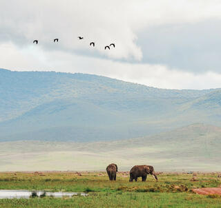 Eksklusiv Safari Tanzania og Zanzibar