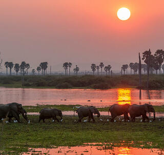 Safari i Nyerere National Park og Zanzibar