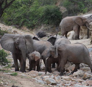 Safari Ruaha og Mafia Island