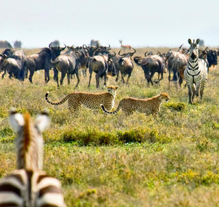 Julen 2025 - Lake Manyara, Ngorongoro-krateret, Serengeti og Zanzibar