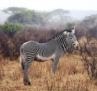 Jul 2025 - Ol Pejeta, Samburu og Det Indiske Ocean