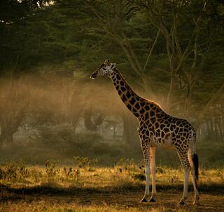 Ol Pejeta, Samburu og Det Indiske Ocean