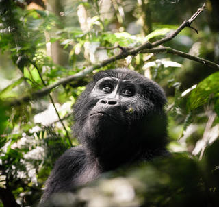 Gorilla Trekking og Masai Mara