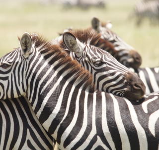 Klassisk Safari Tanzania og Zanzibar