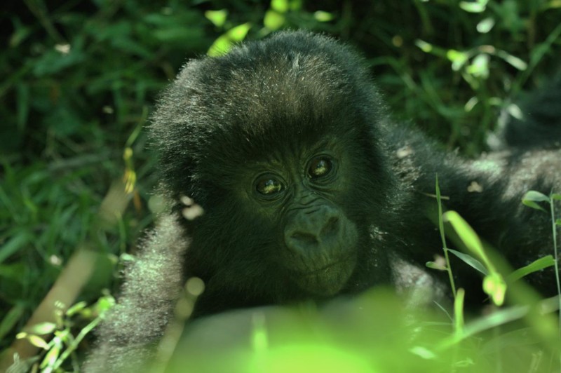 En babygorilla er også et magisk møde.