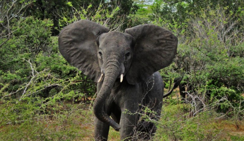 Nyerere nationalpark er blandt andet kendt for sin store bestand af elefanter.