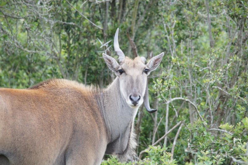 Elandantilopen er verdens største antilope, en fuldvoksen han kan veje næsten 1000 kg. Vi fik se et usædvanligt syn, en elandantilope med et bøjet horn.