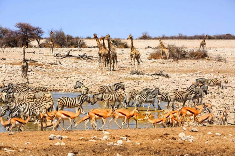 I Etosha samles mange af dyrene ved de forskellige vandhuller. Naturen og dyrene venter på decemberregnen.