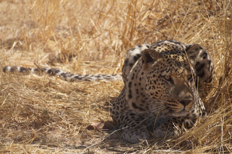 Leoparder er fantastiske dyr, som det er sjældent at få mere end et glimt af.