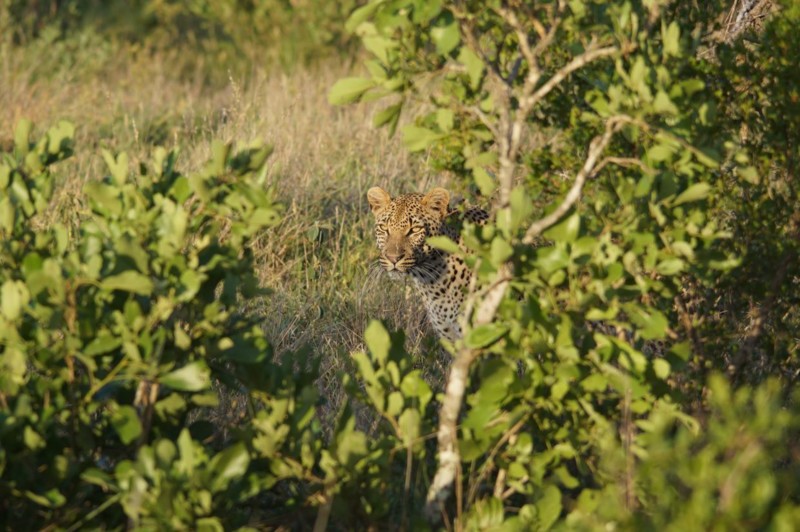 I nogle minutter fik vi øje på leoparden.